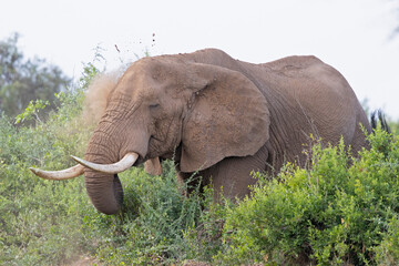 A large African elephant (Loxodonta africana) taking a sand bath.