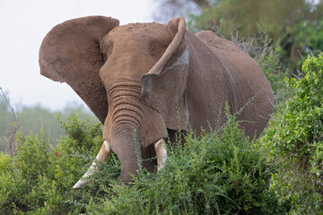 Fototapeta na wymiar A large African elephant (Loxodonta africana) taking a sand bath.