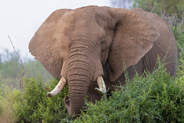 Naklejka premium A large African elephant (Loxodonta africana) taking a sand bath.