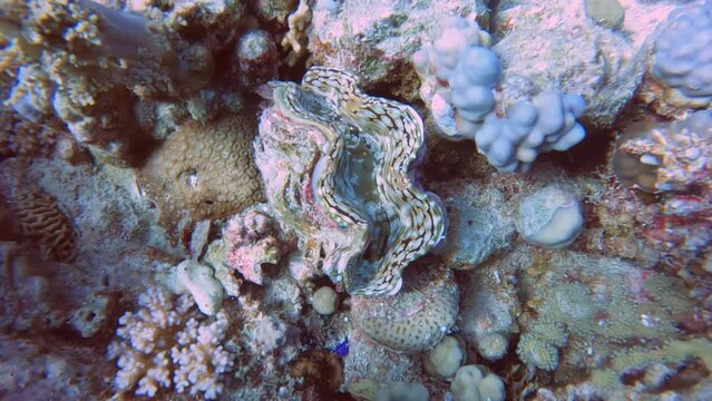 4k video footage of a Fluted Giant Clam (Tridacna squamosa) in the Red Sea, Egypt