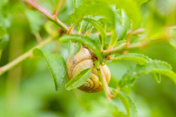 Schnecke
