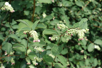 Pair of blossoming branches of Symphoricarpos albus in July