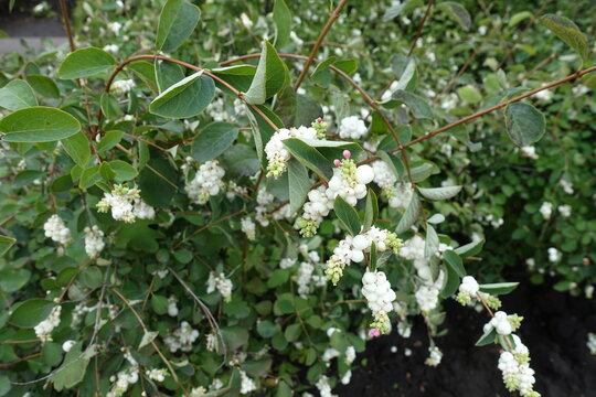 Many white berries and pink flowers of Symphoricarpos albus in October
