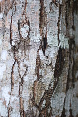 Obraz premium bark texture