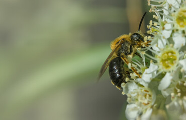 Honey bee. Closeup with selective focus. Place for text on blurred background