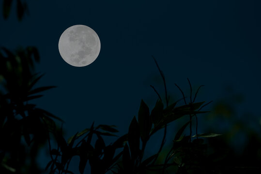 Full moon on sky with tree branch silhouette in the dark night.
