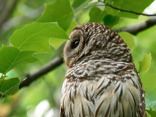 Barred Owl Raptor