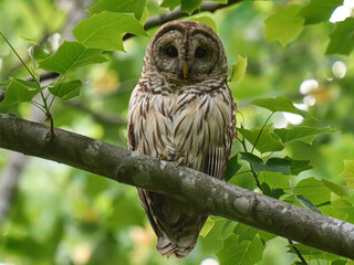 Barred Owl Raptor on a branch 