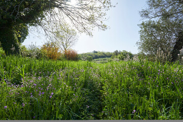 summer meadow with flowers