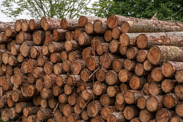 Timber stack cut from local forest