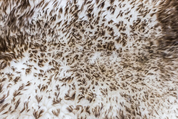 Artificial sheep fluffy skin, texture. Abstract background. Accessories for decorating residential premises. Contrast image.
