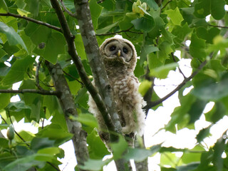 Barred Owl Owlet