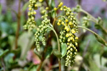 Zweig eines Goldtröpfchens im Frühling