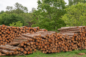 Timber stack cut from local forest