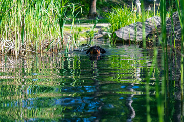 Dachshund puppy swims in the river.