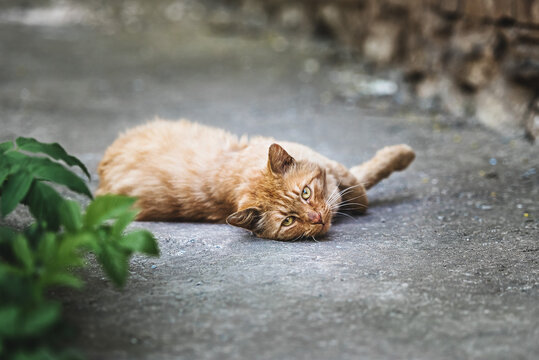 A red-haired street cat is resting