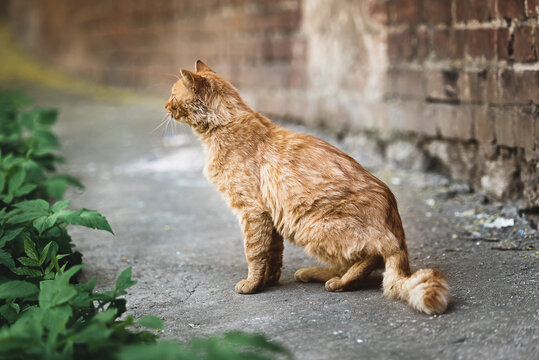 Red-haired street cat in the city yard