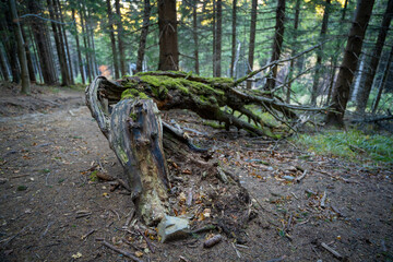 Mountain hiking trail during the fall season. Sunny day.
