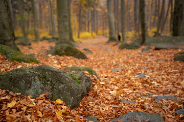 A mountain hiking trail shrouded in lots of leaves lying on it.