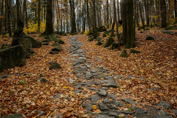 A mountain hiking trail shrouded in lots of leaves lying on it.
