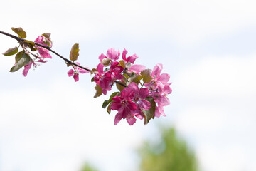 A branch of an apple tree that blooms with pink, red flowers against a blue sky
