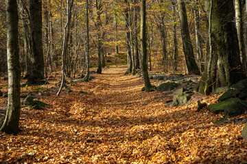 Fototapeta premium Mountain hiking trail during the fall season. Sunny day.