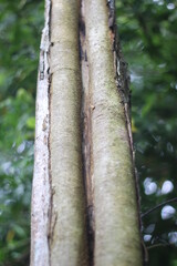 Fototapeta premium thunk tree