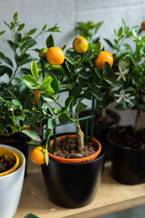 Small home grown lemon tree with organic fruits isolated on red background