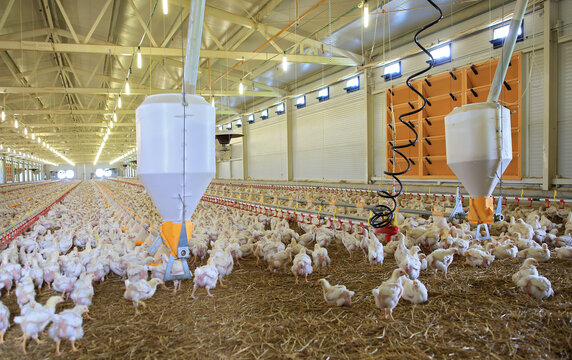 Indoors chicken farm, chicken feeding