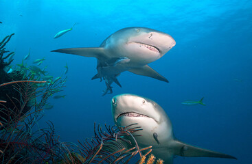 Two Lemon sharks in blue sea water.