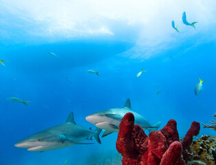Two Caribean Reef Sharks under boat.