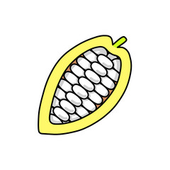 カカオの果実の断面