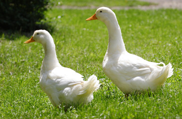 Two white geese walk on the field