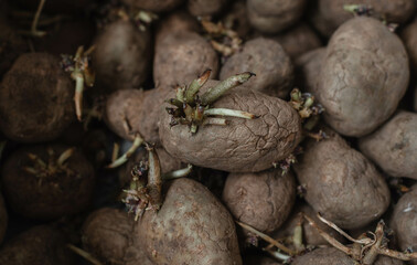 potatoes for planting, sprouted potatoes for planting