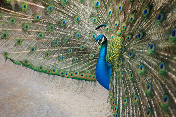 Obraz premium Beautiful peacock in a garden, amazing bird, child standing next to him