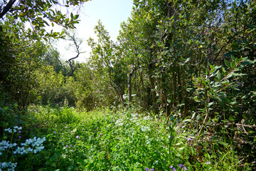 summer meadow with flowers