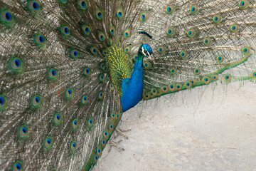 Obraz premium Beautiful peacock in a garden, amazing bird, child standing next to him