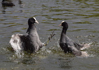 A pair of male Eurasian coots (Fulica atra) fight in a lake
