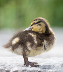 Young chick