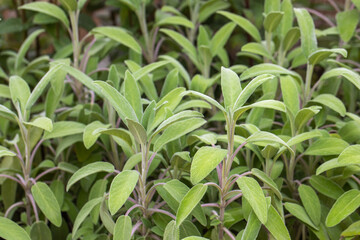 Sage plant closeup, Salvia officinalis, aromatic herb, alternative medicine, natural cures, spices