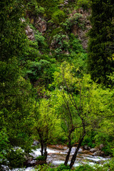 green forest in the morning