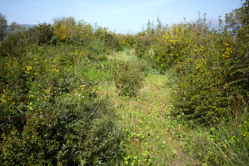summer meadow with flowers