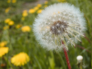 Closed Bud of a dandelion. Dandelion white flowers in green grass. Seed coming away from dandelion