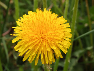 Dandelion in the grass. Yellow dandelion flower. Green grass. Close-up. Spring Green. Floral natural background