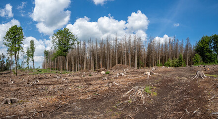 Fototapeta na wymiar Dead spruces following bark beetle infestation. The consequence of global warming.