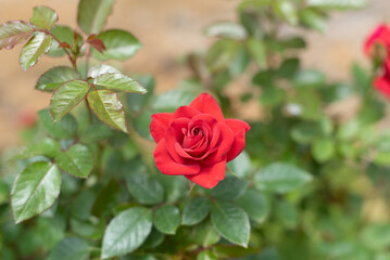 Close up of red roses blossom on green blurred background