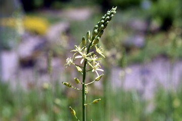 Nahaufnahme eines Pyramiden-Milchsterns im Fr&uuml;hling