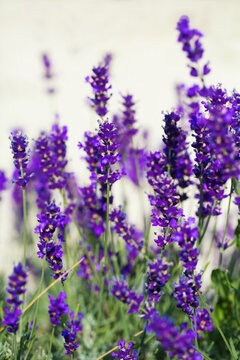 Beauty lavender flowers in garden © Zsolt Biczó