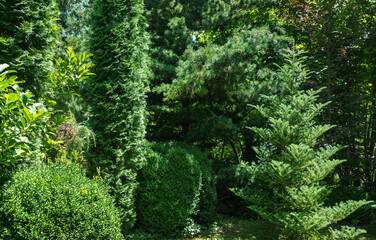 Evergreen landscape of the garden. Thuja occidentalis Columna and Boxwood Buxus sempervirens or European box, Pinus parviflora Glauca and fir Abies koreana at right. Nature concept for background - obrazy, fototapety, plakaty