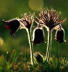 Group of purple pulsatilla outdoor